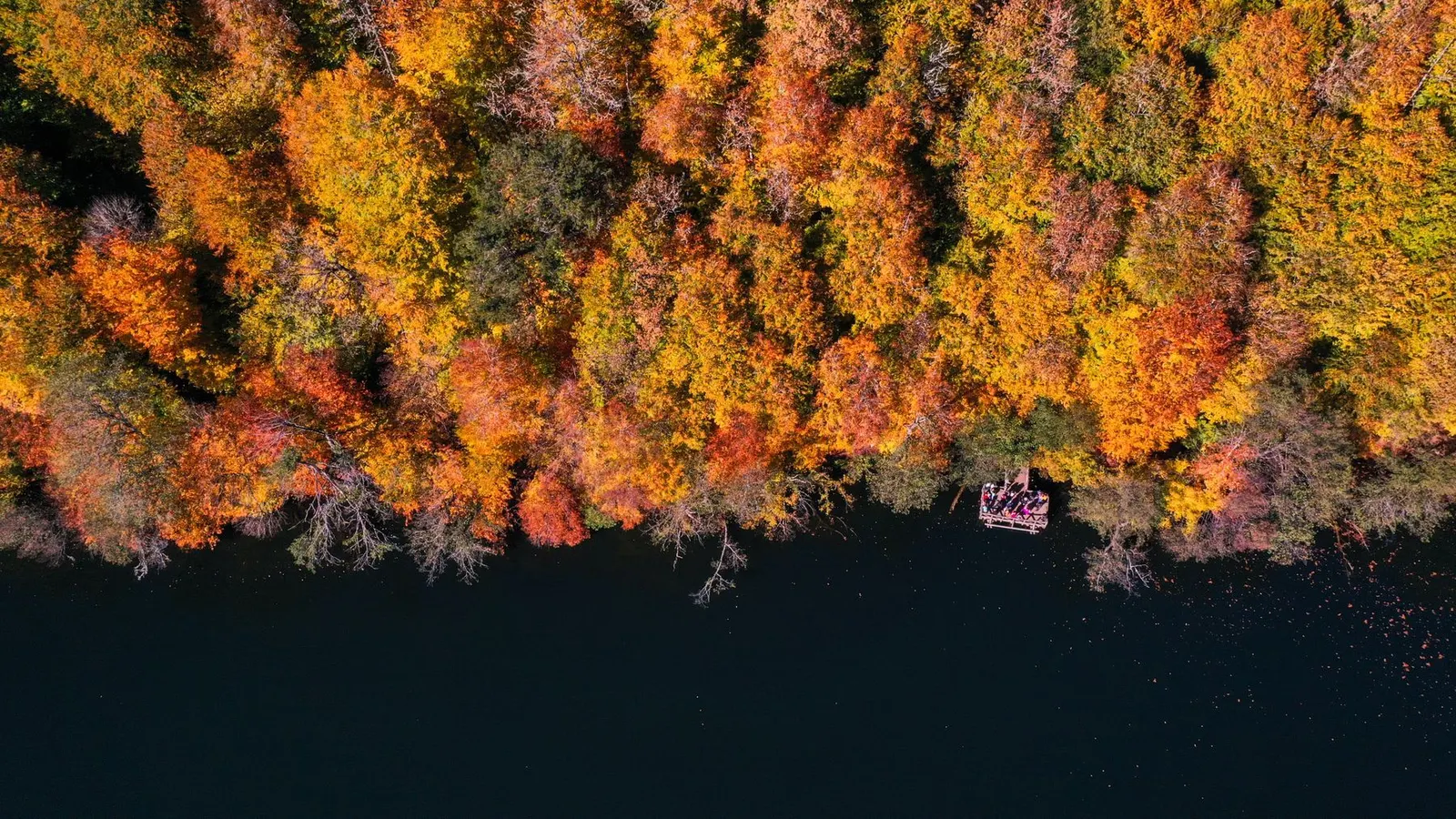Autumn forest meeting dark water, from above (sample image)