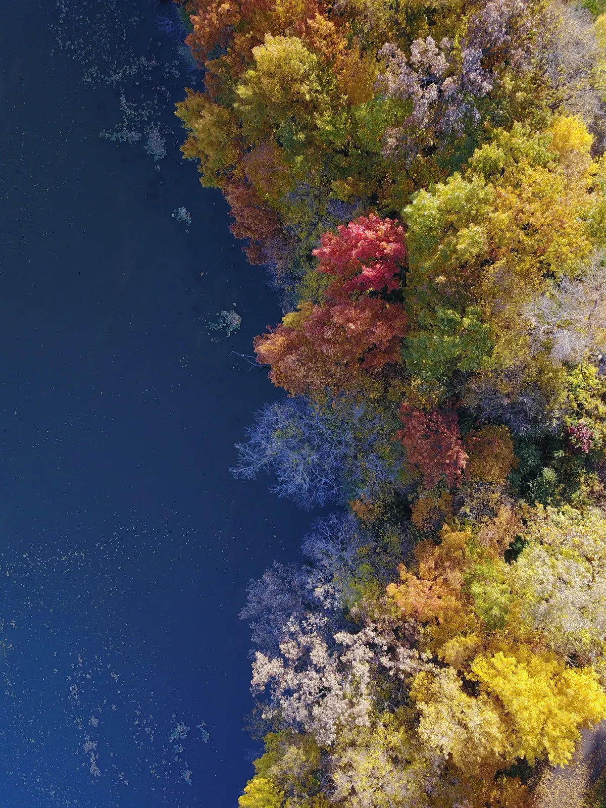 Autumn treetops seen straight down (sample image)
